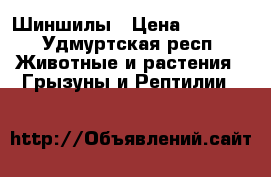 Шиншилы › Цена ­ 1 500 - Удмуртская респ. Животные и растения » Грызуны и Рептилии   